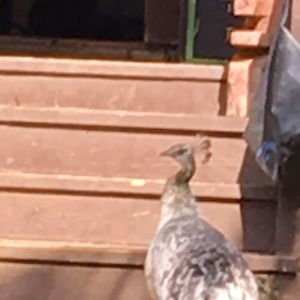 Meet your Posher, Allison